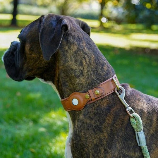 Halsband Hond Met AirTag Bevestiging Voor Buitenactiviteit En Comfort 9
