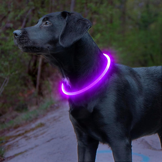 Honden LED-halsband Oplaadbaar Veiligheidslampje 2