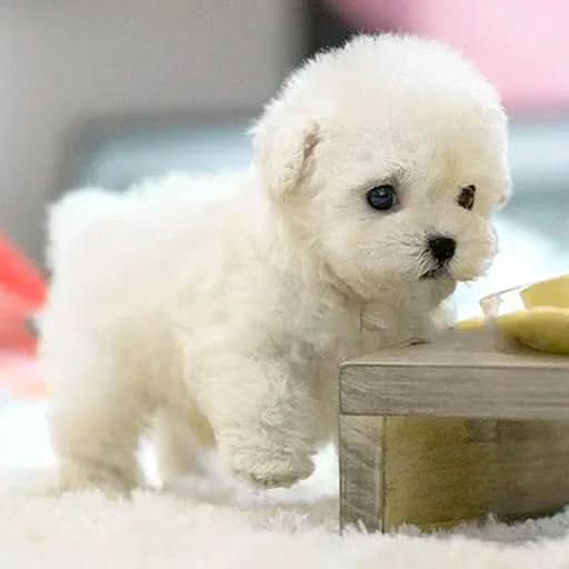 Interactieve Hond Speelgoed voor Kinderen 3