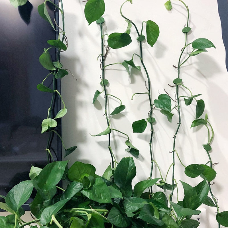 Plant Klimmend Voorwerp Bevestigingsclip Belleza
