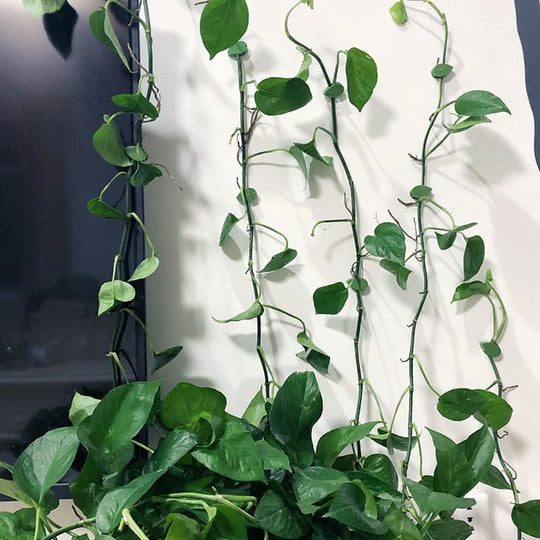 Plant Klimmend Voorwerp Bevestigingsclip Belleza